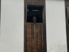 -枫露马术学院(藏书校区)