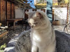 -喵屿·大理花园猫咖
