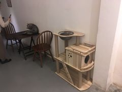 -猫友咖啡店(玉林西路店)