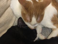 -大观园影院式足浴Spa店(沙坪坝店)