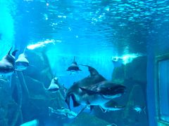 -多彩贵州城极地海洋世界