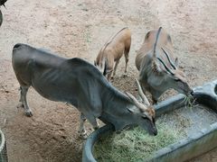 -西霞口神雕山野生动物世界