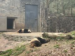 -都江堰中华大熊猫苑