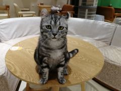 -藏猫猫咖啡主题馆(中央大道店)