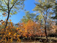 -阳台山自然风景区