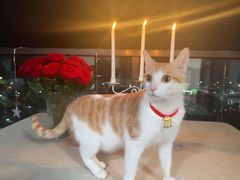 -猪三哥肥肠鸡川菜小炒