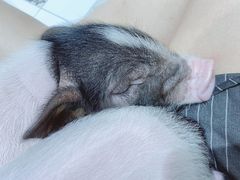 -RU DUCK柯尔鸭公社·撸鸭俱乐部·羊驼·小香猪