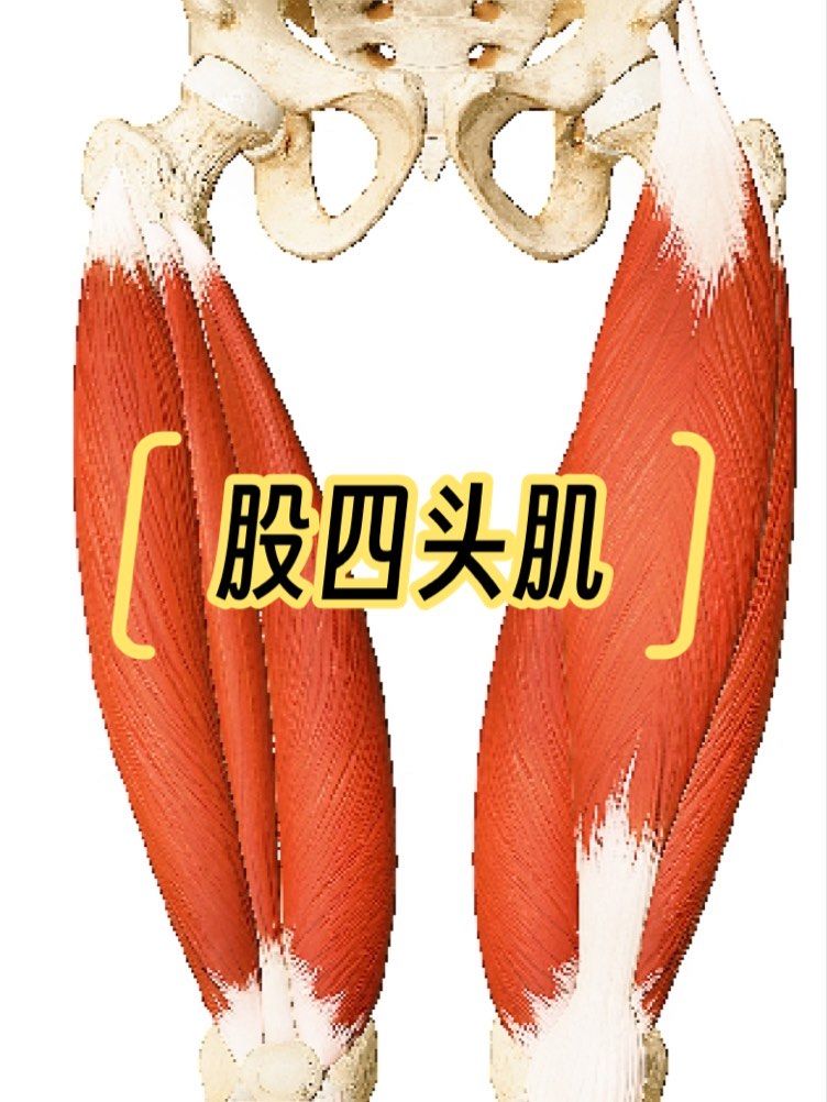股四头肌是人体大腿肌肉的一个重要组成部分,位于大腿肌肉前面,是人体