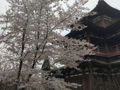 -西安青龙寺遗址景区