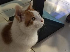 -平行世界·猫咖(首经贸店)