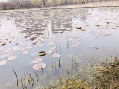 -前关湿地公园