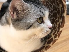 -COLOR PETS 撸猫馆·购猫·猫咖(长风大悦城店)