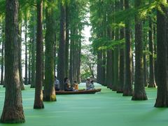 -渌洋湖湿地公园