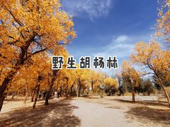 -金塔沙漠胡杨林景区