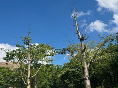 -莲花山公园