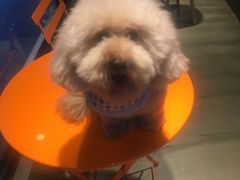 -八公叔叔宠物美容连锁(春申店)