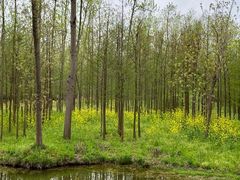 -合肥滨湖国家森林公园