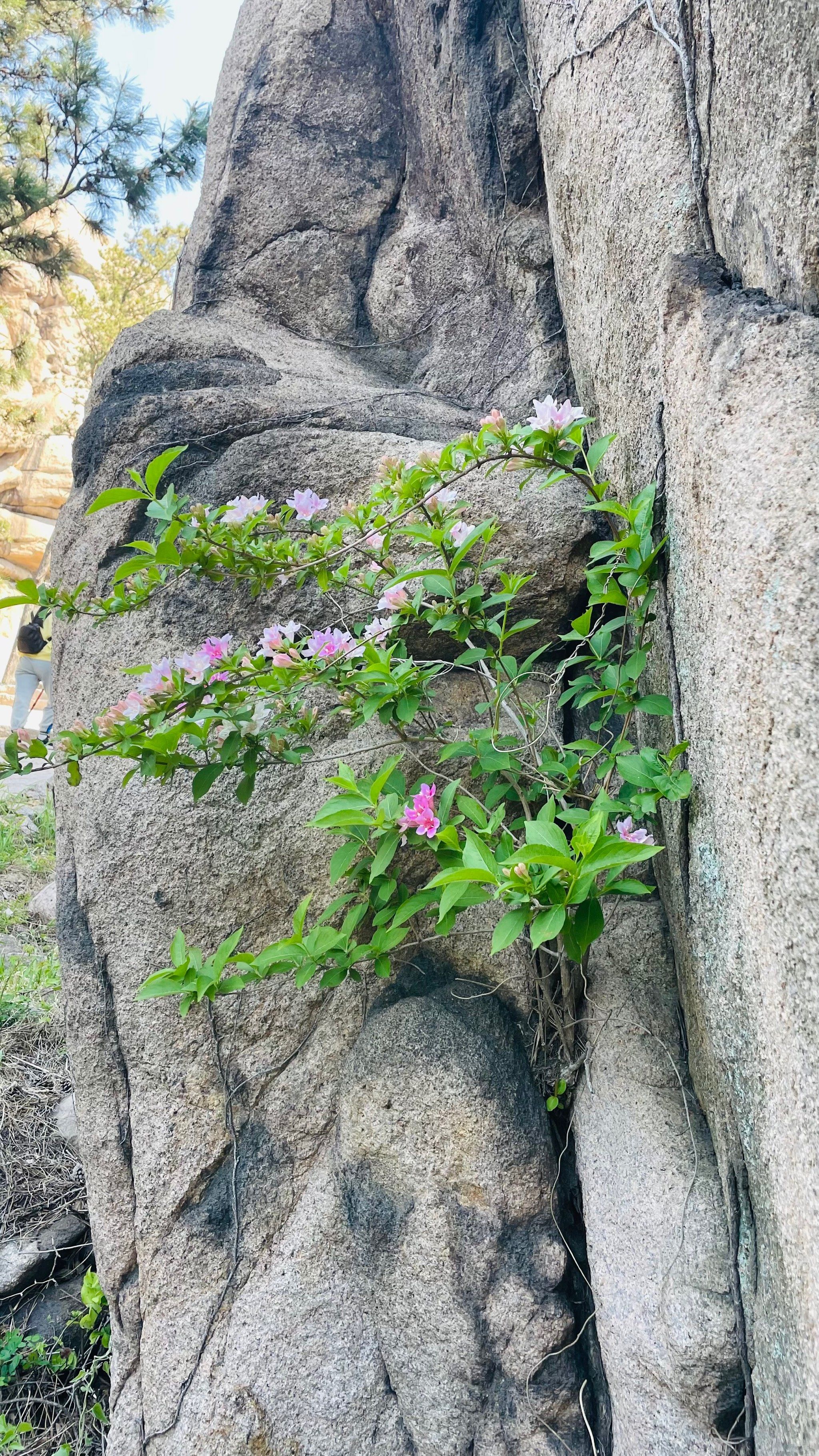 开在山石缝中的野花也可以这么美