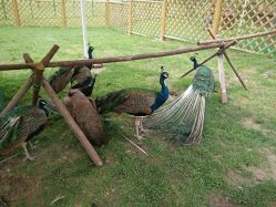 -萌宠亲子动物乐园(槐房万达店)