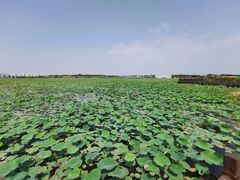 -天津东丽湖风景区