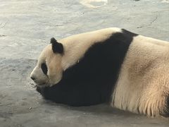 -青藏高原野生动物园