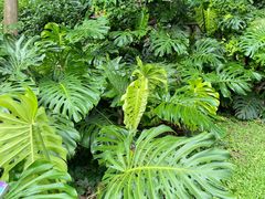 -中国科学院西双版纳热带植物园