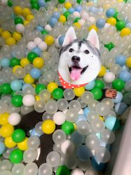 -波比一号儿童乐园(圣熙8号店)