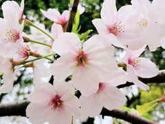 -高东镇樱花园