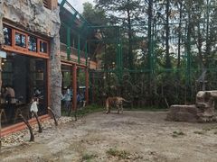 -上海野生动物园老虎餐厅