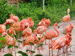 -大连森林动物园