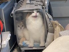 -momokira米努特·德文卷毛猫·棉花面纱犬
