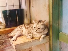 -猫咪博物馆(顶澳仔猫街店)