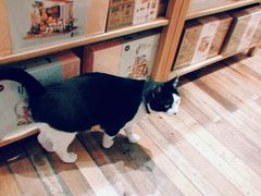 -猫的天空之城概念书店(杭州南宋御街店)