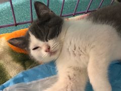 -柚子猫舍·精品猫舍购猫·猫咪认养·购宠·宠物店