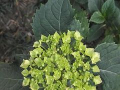 -大妙火锅·非物质文化遗产(东湖公园店)