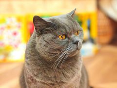 -Rabbit Cafe私房西餐甜点咖啡(栖霞路店)