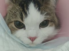 -汪喵宠物医院·骨科心脏影像·犬猫急重症ICU诊疗中心(成华分院)