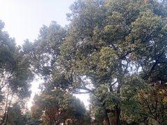 -昆山城市生态森林公园