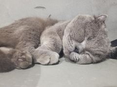 -浣熊柯尔鸭土拨鼠·电玩咖