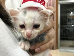 -瑞派康怡24h宠物医院·犬猫医疗中心·微创绝育(瑞景分院)