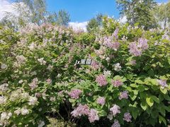 -群力丁香公园