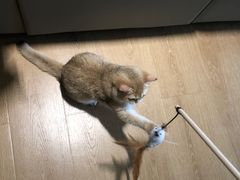 -猫腻·猫咖·撸猫馆(星光大道店)
