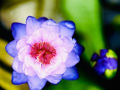 -国家植物园南园