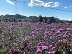 -北京东方普罗旺斯薰衣草庄园