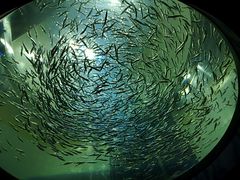 -瑞普利水族馆