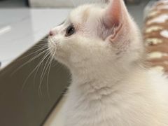 -瑞派动物医院·猫专科·至诚(江南中分院)