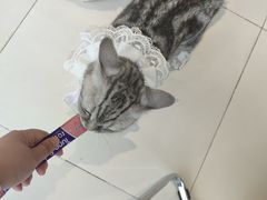 -怪兽屋·羊驼·猫咖·狗咖(俊华广场店)