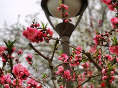 -海棠花溪(元大都城垣遗址公园)