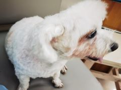 -爱侣宠医·鹦鹉专科·小型哺乳类·异宠专科(灵石路店)