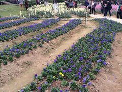 -松山湖梦幻百花洲